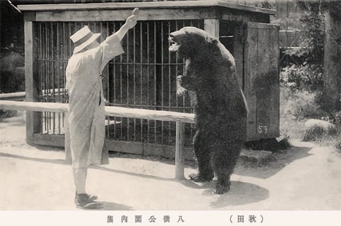 八橋公園の熊