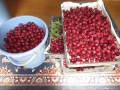 R3.11.1ピンク花ローゼルの実収穫⑧(9.6k)＠IMG_0302