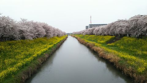 GoProHERO10でタイムワープの動画を撮るなら時期的に桜がちょうどいいな～と思ってここに来ました。前回に引き続き桜並木を歩きます。