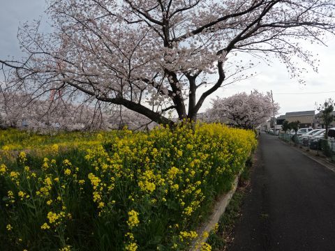 ここは長距離にわたる桜並木と菜の花が見応えあるのに、あまり知られていないのか人気が無いです。駅から遠いからかな。駐車場も無いし。