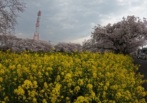 このように、歩道沿いに桜並木と菜の花がずーｯと咲き乱れます。