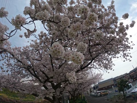 桜の花に近づいて撮影してみました。上の4枚すべてGoProHERO10で撮った画像です。広角設定なので歪みがありますが、まあまあな画質のようです。