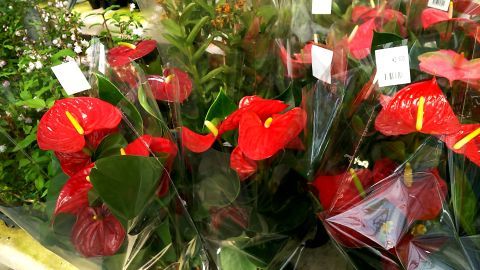 ツルツルした感じの赤い綺麗な花、アンスリウム。20歳むすめに「これプラスチックで出来てるんだよ」と嘘をつきました。すぐバレました。