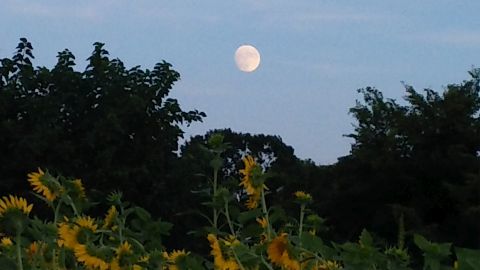 日が沈んできたので帰ろうとしたら反対側に月がぽっかりと浮かんでいました。満月の2日前なのでけっこう丸いです。