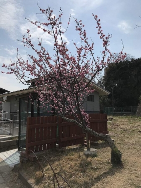 明石公園の梅の樹