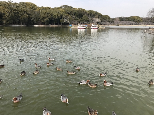 明石公園　　剛の池
