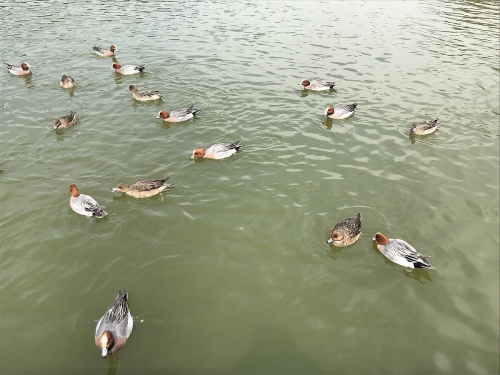 明石公園の水鳥