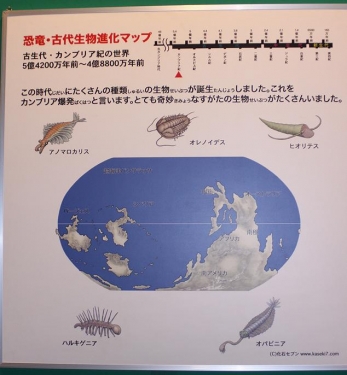 恐竜・古生代生物進化マップ　古生代・カンブリア紀の世界