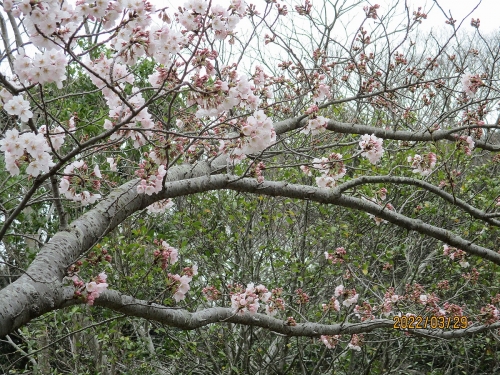 明石公園の桜の樹