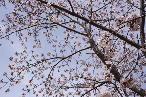 垂水健康公園の桜