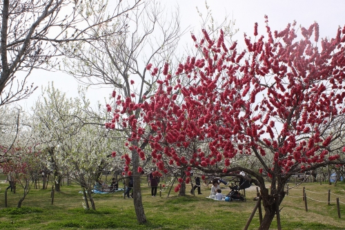 垂水健康公園の桃の木