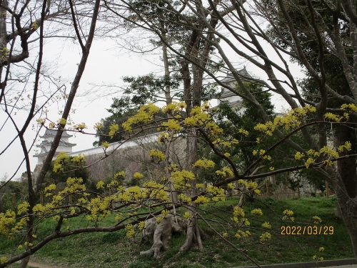 明石城の東西櫓と山茱萸