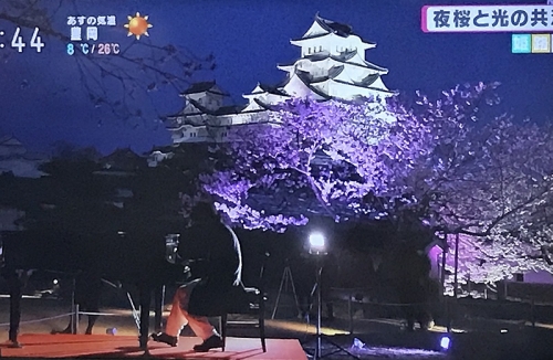 姫路城の夜桜