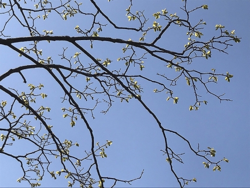 春の枝