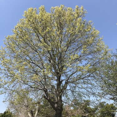 春の樹