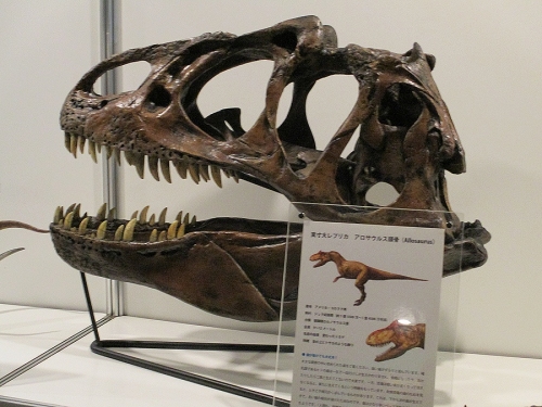 アロサウルス頭骨