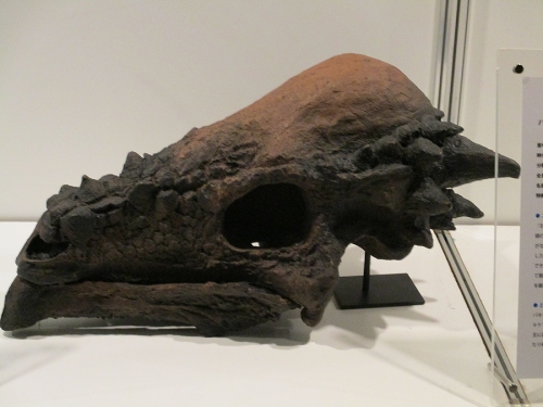 パキケファロサウルスの頭骨