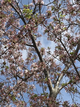 コゲラと葉桜