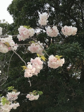 垂水健康公園の八重桜