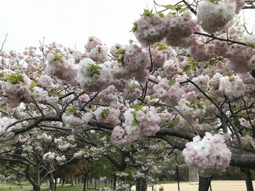 垂水健康公園の八重桜