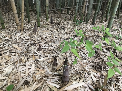 淡竹採り