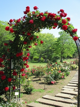明石公園のバラ園