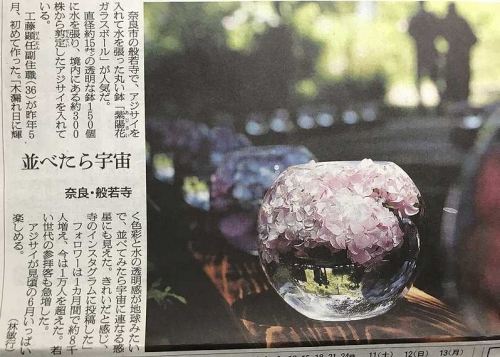 奈良の紫陽花球
