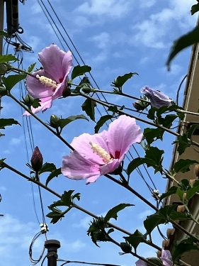 芙蓉の花