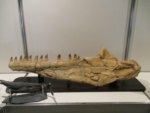 モササウルスの仲間　リオドンアンセプス