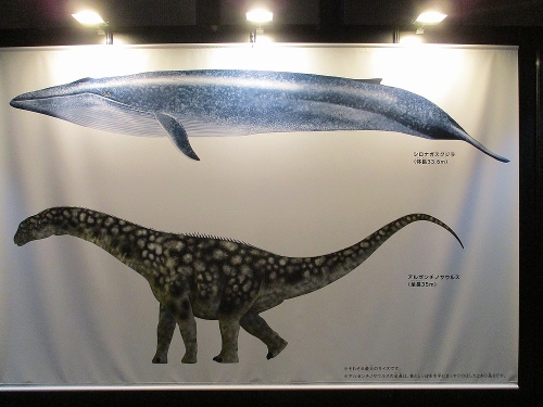 アルゼンチノサウルスとシロナガスクジラの大きさの比較