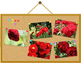 赤い薔薇写真貼ったボード