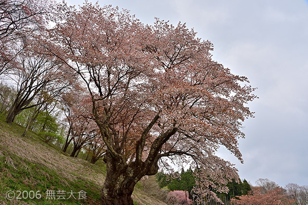 山桜の里