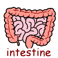 intestine の意味 英語イラスト