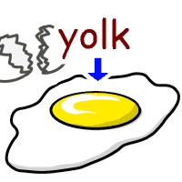 yolk の意味 英語イラスト