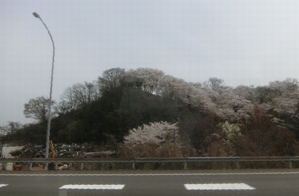 ２桜が咲いている丘