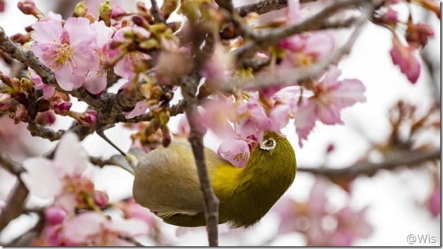 いせさき市民のもり公園の河津桜とメジロ
