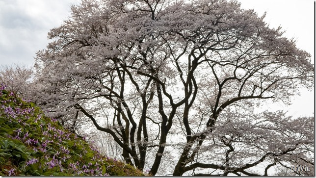 鉢形城の氏邦桜とカタクリ