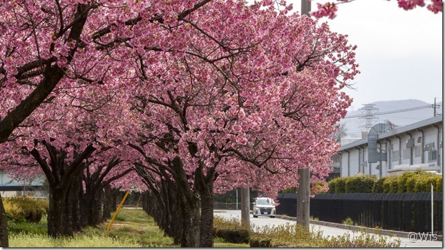 児玉工業団地の陽光桜