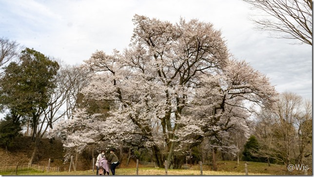 鉢形城の氏邦桜