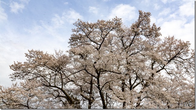 鉢形城の氏邦桜