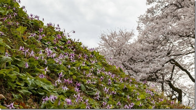 鉢形城の氏邦桜とカタクリ