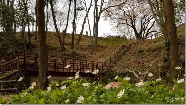 鉢形城の氏邦桜とニリンソウ