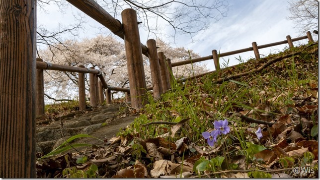 鉢形城の氏邦桜とスミレ