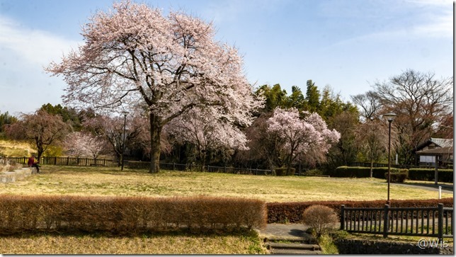 おなぶち城址公園のエドヒガン桜