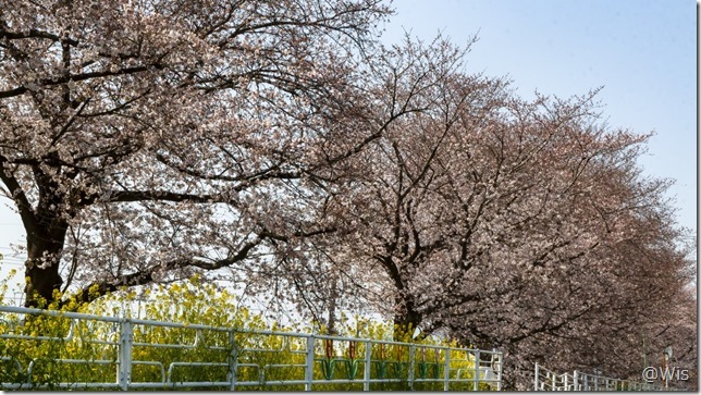 上唐沢川沿いの桜並木