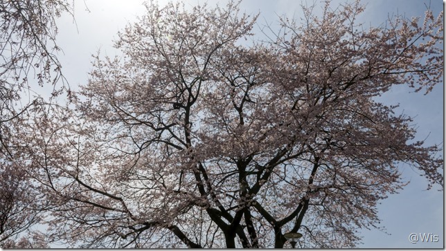 おなぶち城址公園のエドヒガン桜