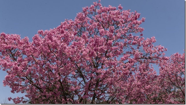 八王子山公園墓地の陽光桜