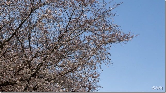 上唐沢川沿いの桜並木