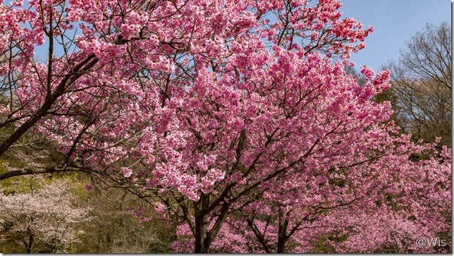 八王子山公園墓地の陽光桜