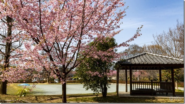 おなぶち城址公園の桜
